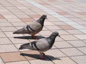 ハト駆除 対策 害獣駆除 対策 株 三和技研 長崎県のシロアリ 白蟻 白あり 駆除 害獣駆除